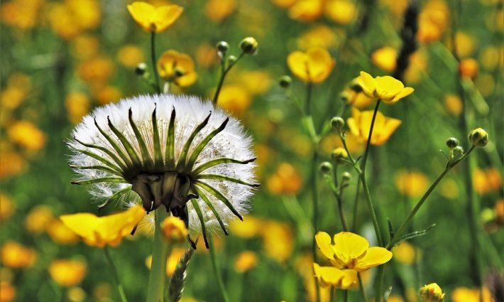 Dandelion