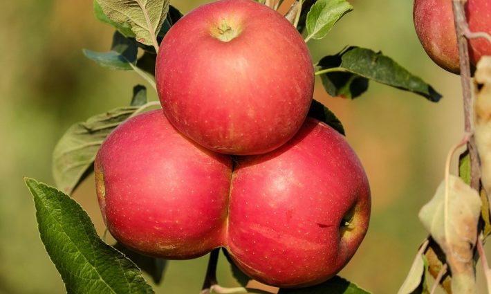 Apples