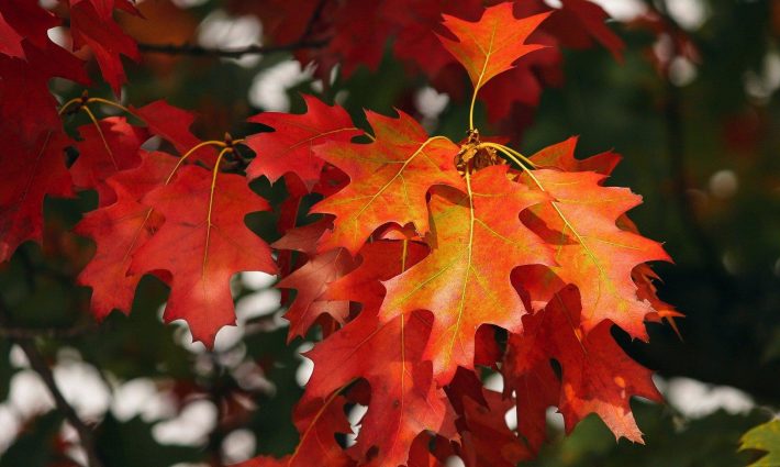 Autumn Leaves