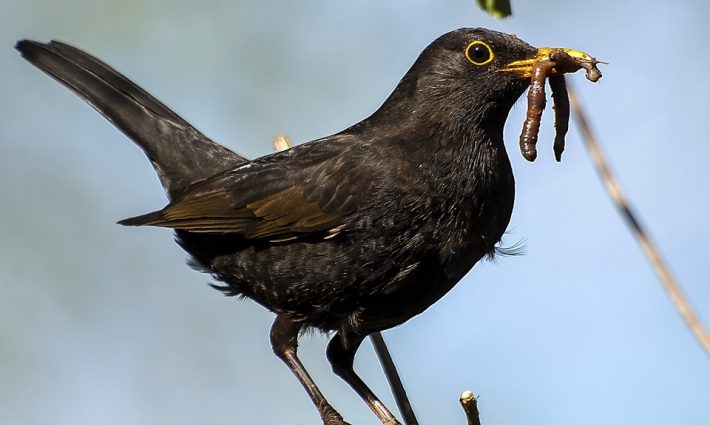 Blackbird