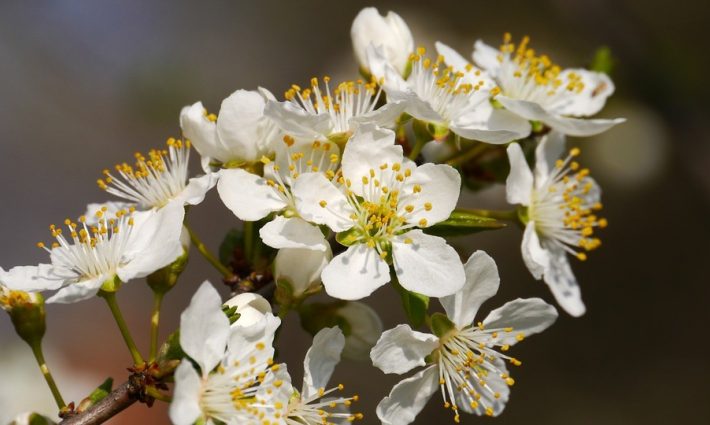 Blossom2