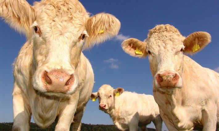 Cows