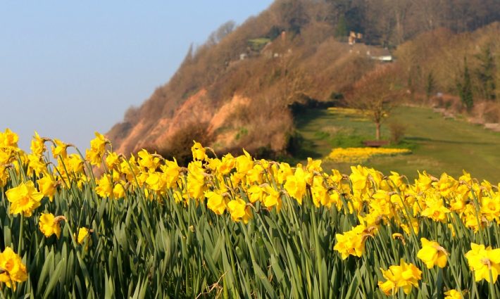 Daffodils Sidmouth