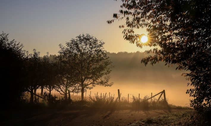 Misty Autumn