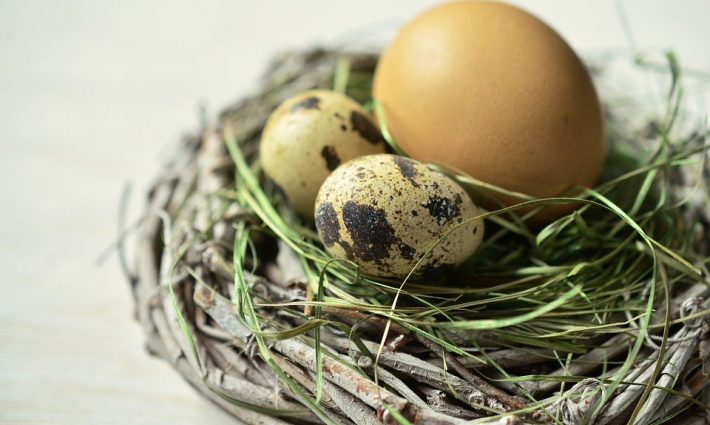 Nest-Egg