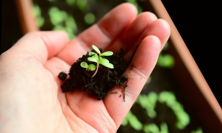 Seedling