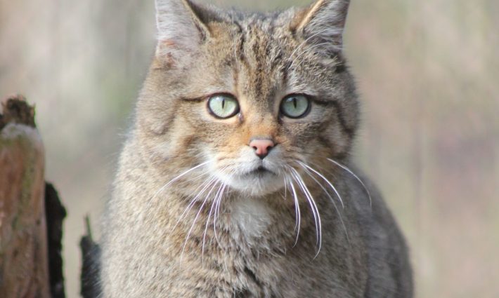 Wildcat 1