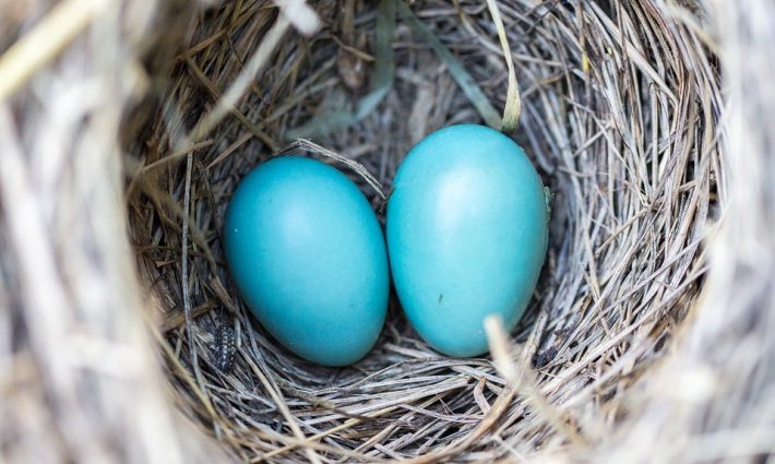 Blue Eggs