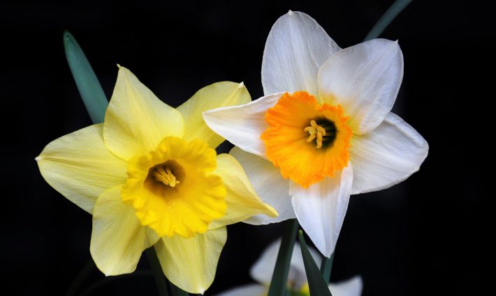 Daffodil 1318246 1920