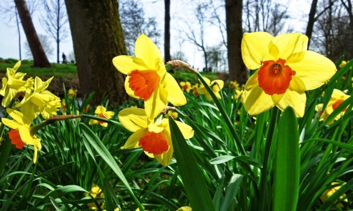 Daffodil 3299311 1280