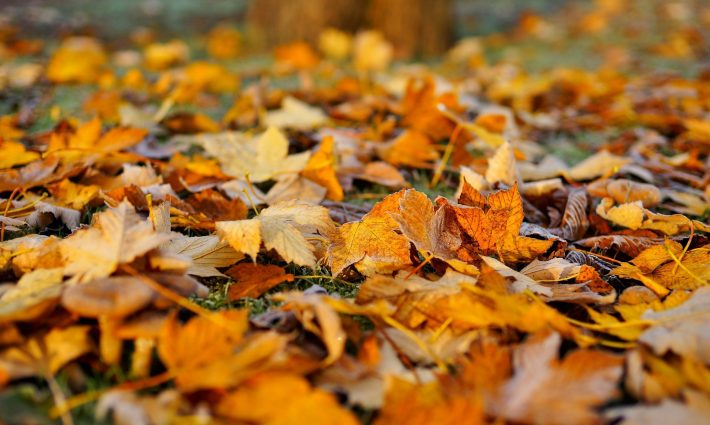 leaves-1818625 1920
