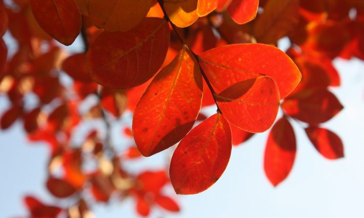 leaves-449622 1920