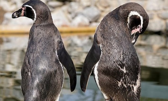 Penguins