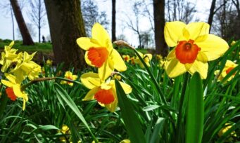 Daffodil 3299311 1280