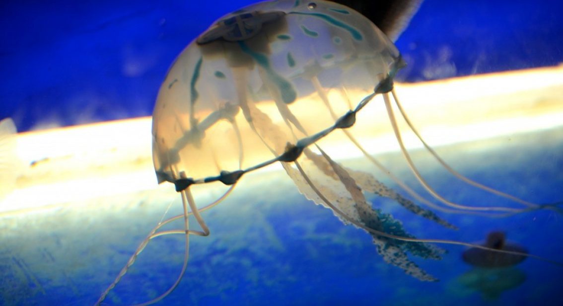 Don't Get Stung