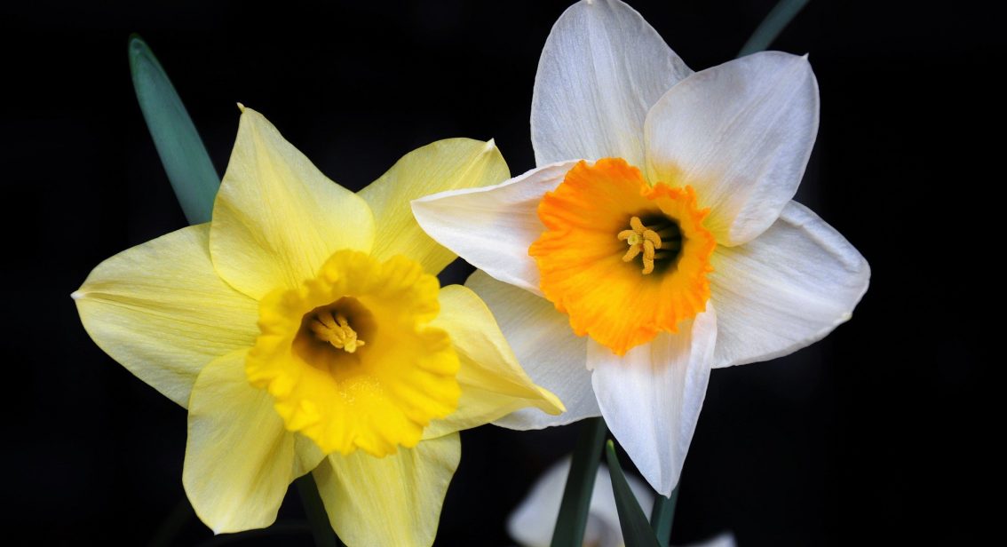 The Chancellor's Spring Statement