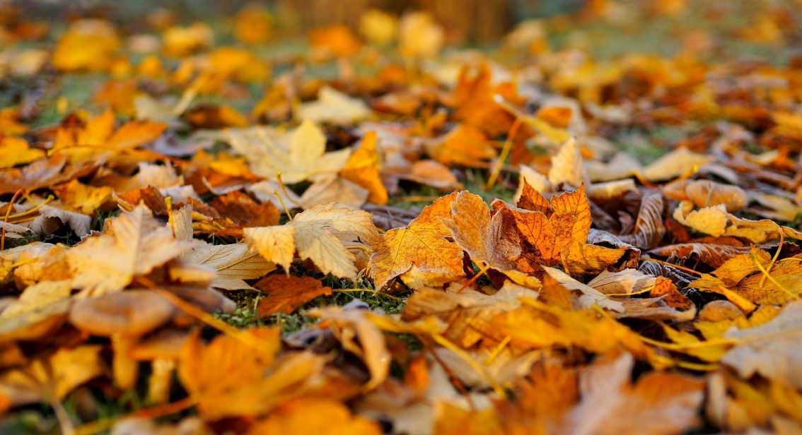 The Last Autumn Statement