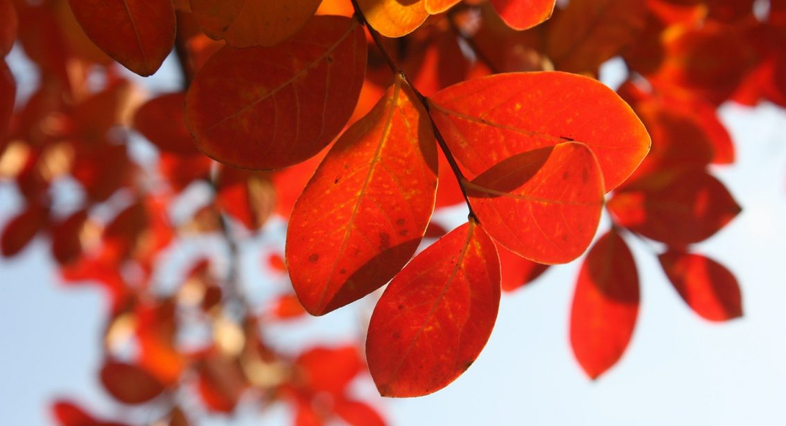 Investing in The Autumn Statement